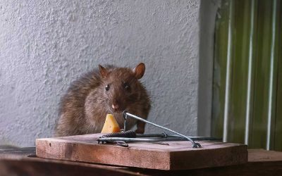 Drabbad av råttor? Här är misstagen du inte får göra