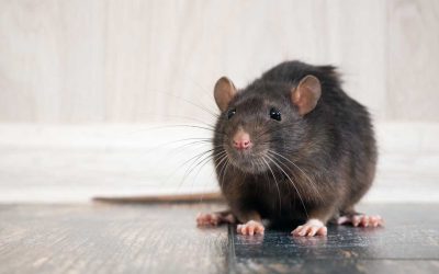 En råttskrämma som verkligen fungerar