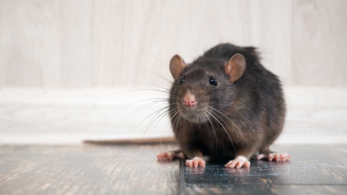repello-rat-2