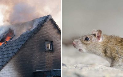 Fler råttor i hemmen – så kan de orsaka bränder