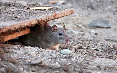 SLU-studie: Ny skrämma minskar råttaktiviteten