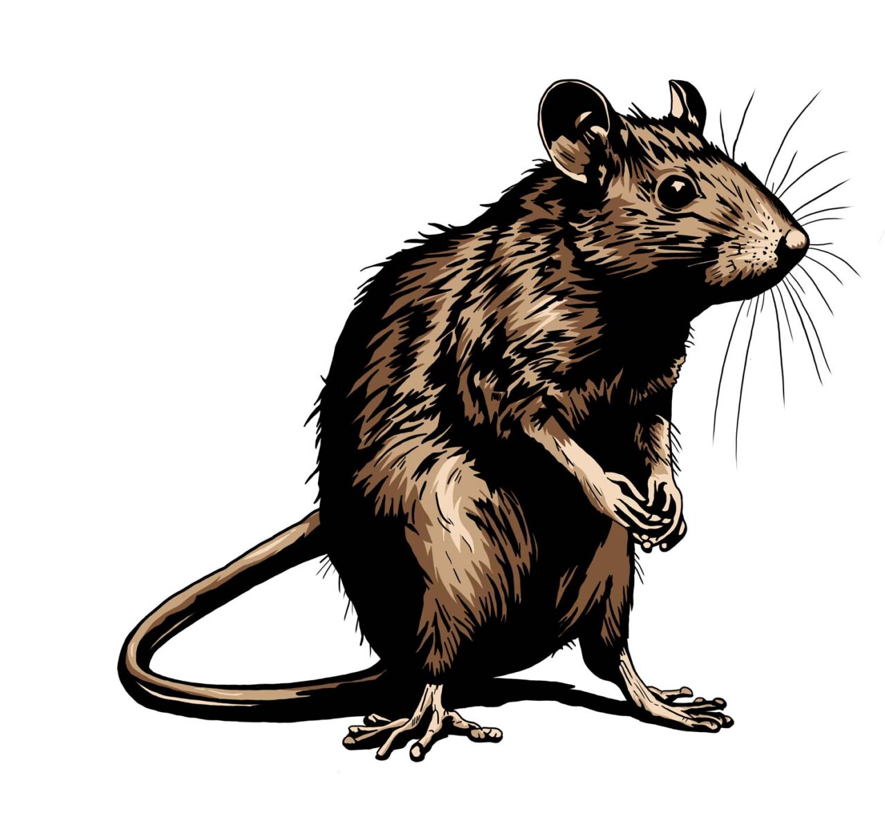 ANNONS: Bland råttor, snokar och kossor – varför kallas klubbarna så ...